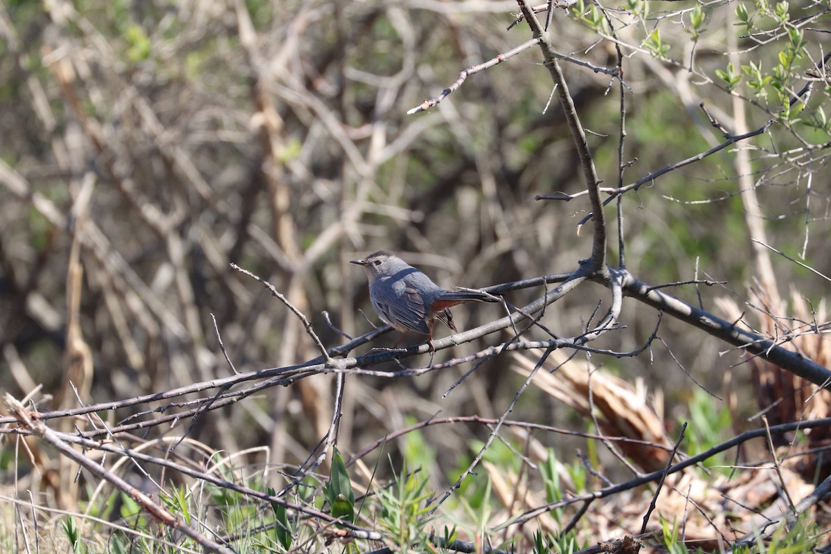 Gray Catbird - MELISSA  SOVAY
