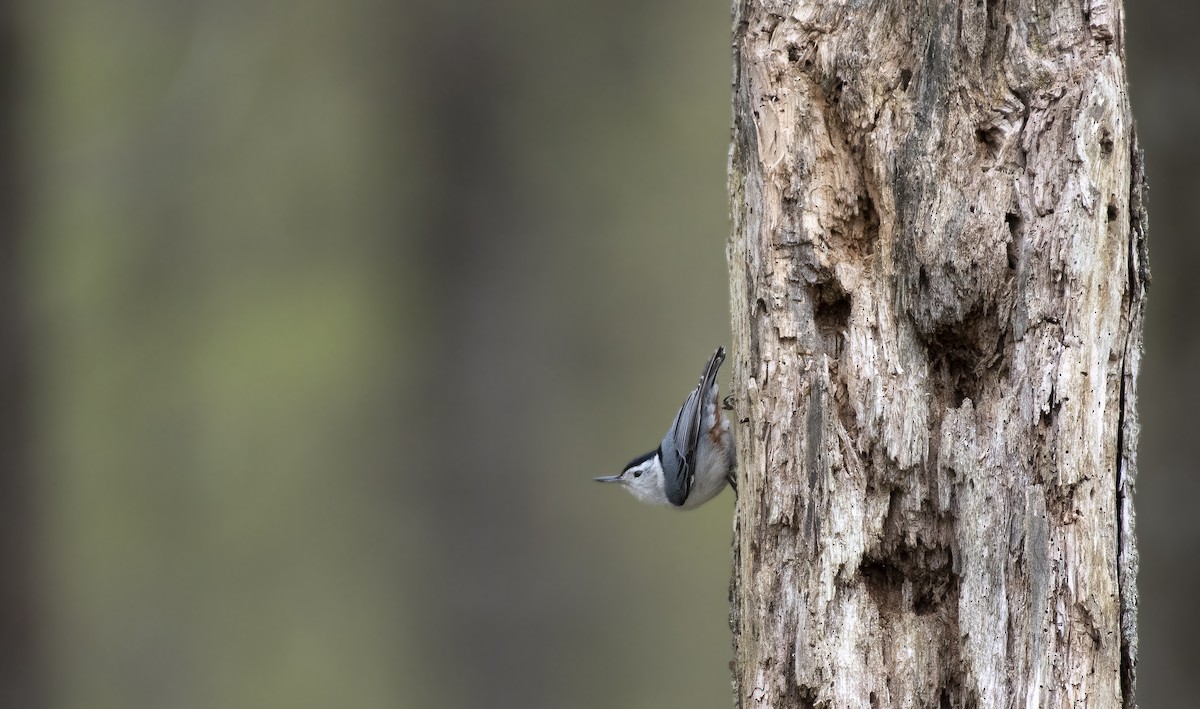 White-breasted Nuthatch - ML618048012
