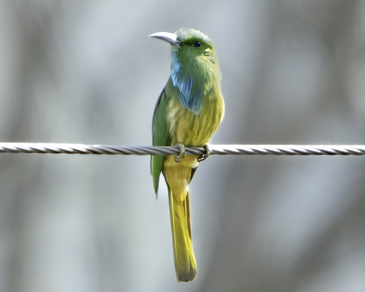 Blue-bearded Bee-eater - Grant Price