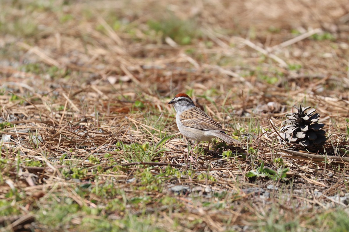 Chipping Sparrow - ML618048059
