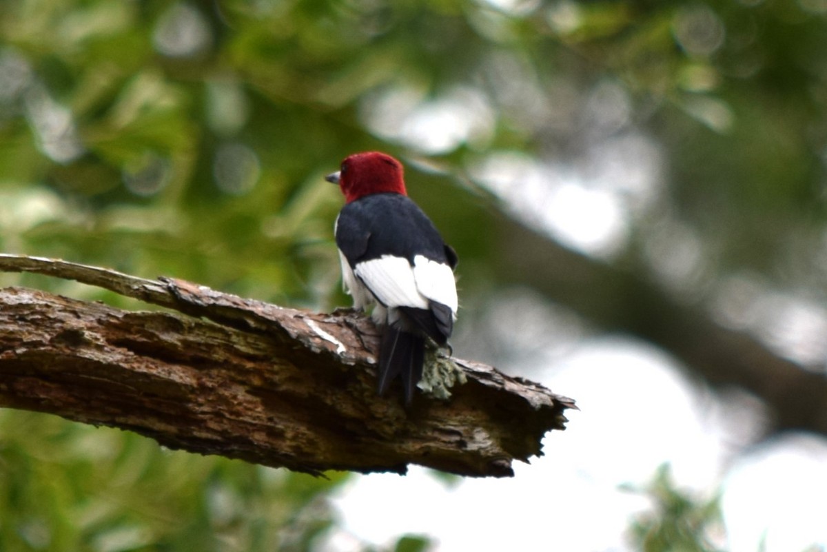 Red-headed Woodpecker - Nancy Price