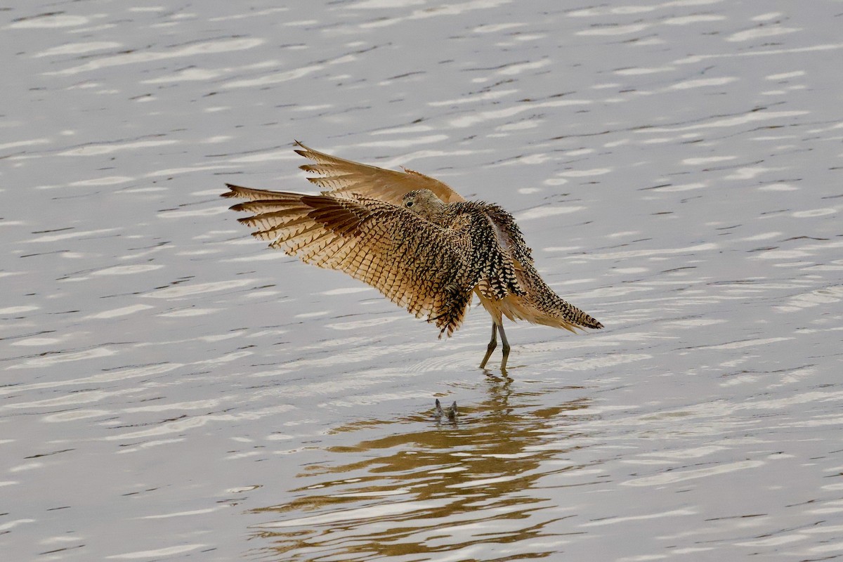 Long-billed Curlew - ML618048082