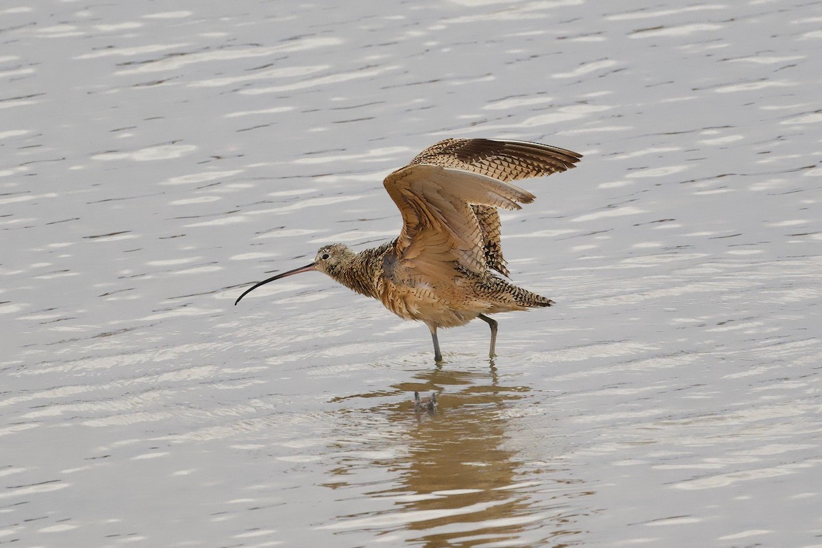 Long-billed Curlew - ML618048083