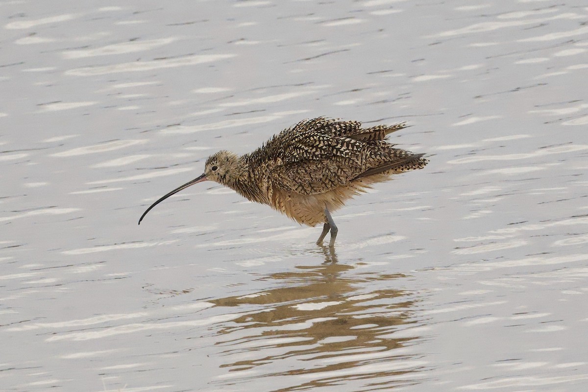 Long-billed Curlew - ML618048084