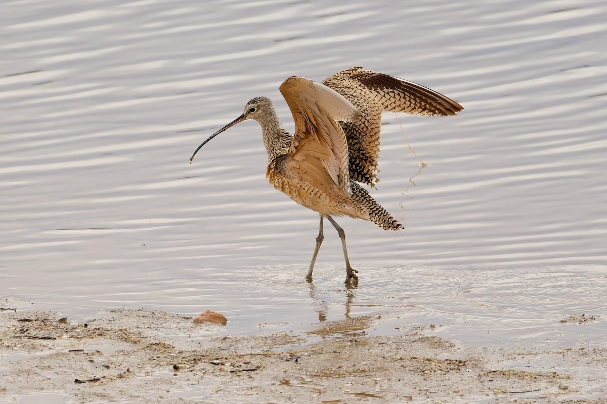 Long-billed Curlew - ML618048085