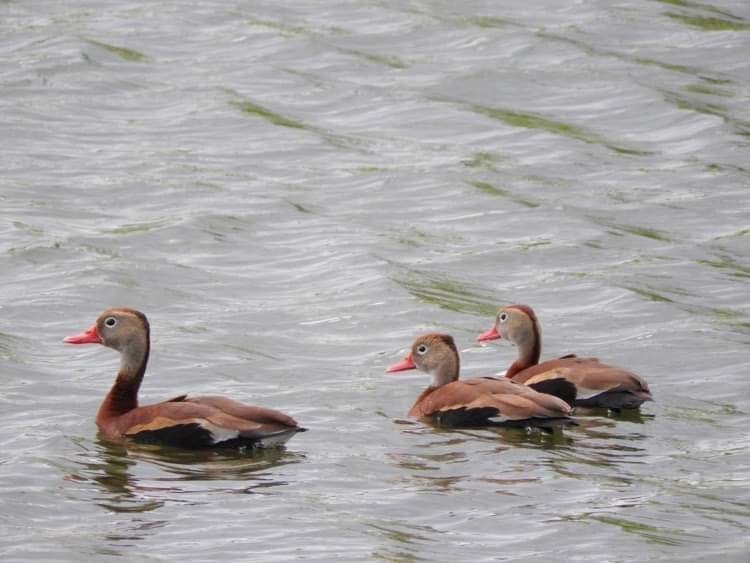 Black-bellied Whistling-Duck - Deanna Uphoff