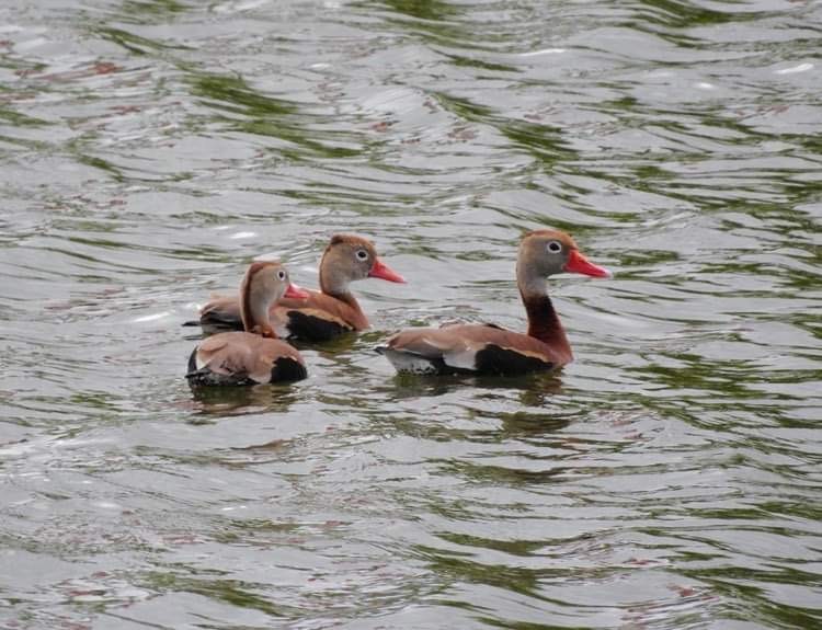 Black-bellied Whistling-Duck - Deanna Uphoff