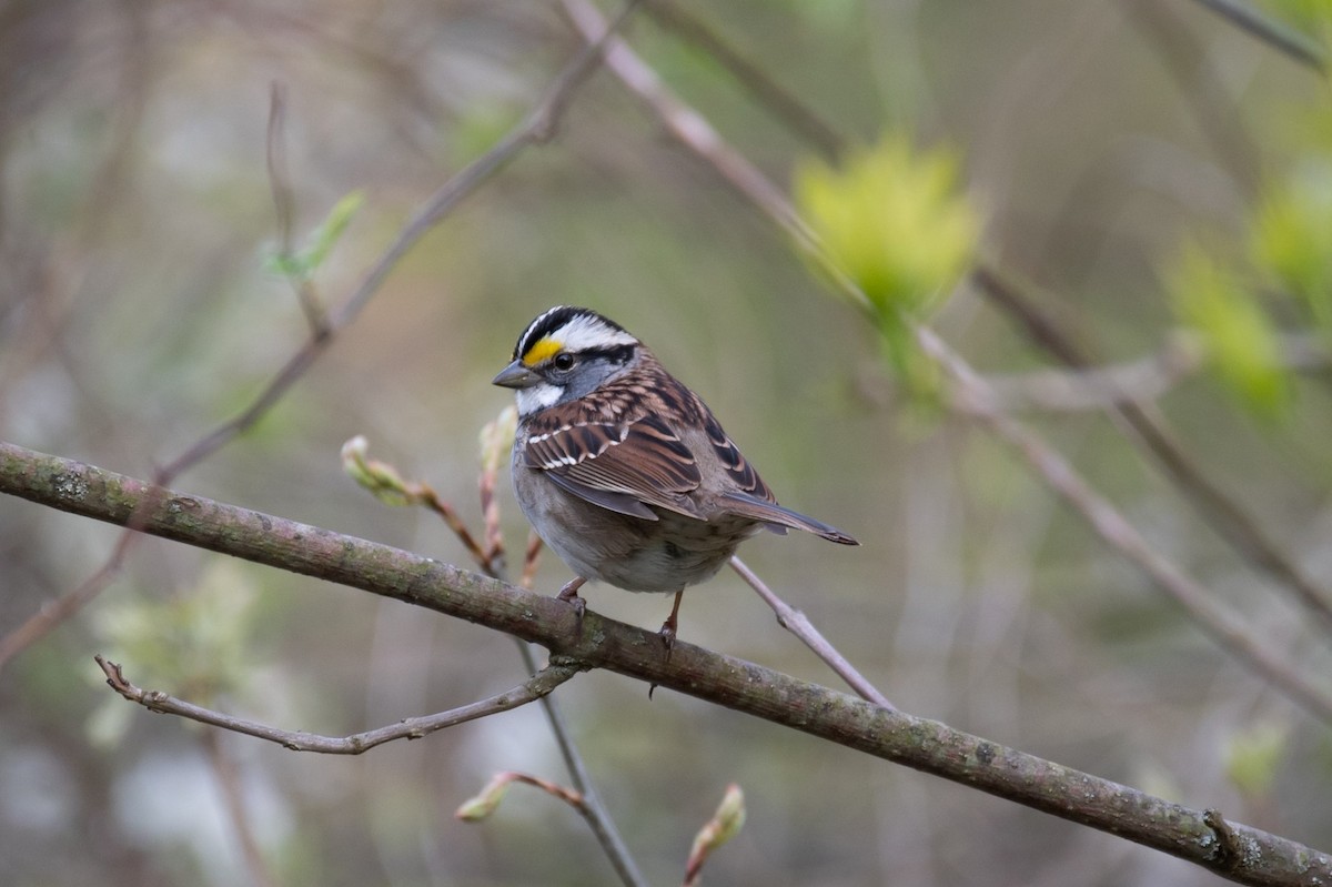 White-throated Sparrow - ML618048124