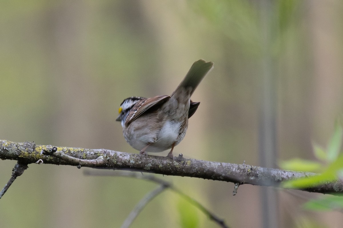 White-throated Sparrow - William Pixler
