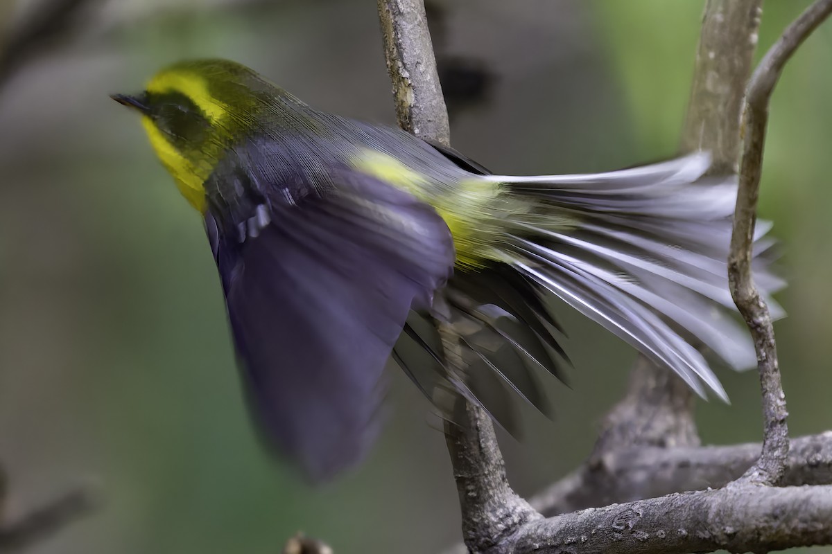 Yellow-bellied Fairy-Fantail - ML618048126