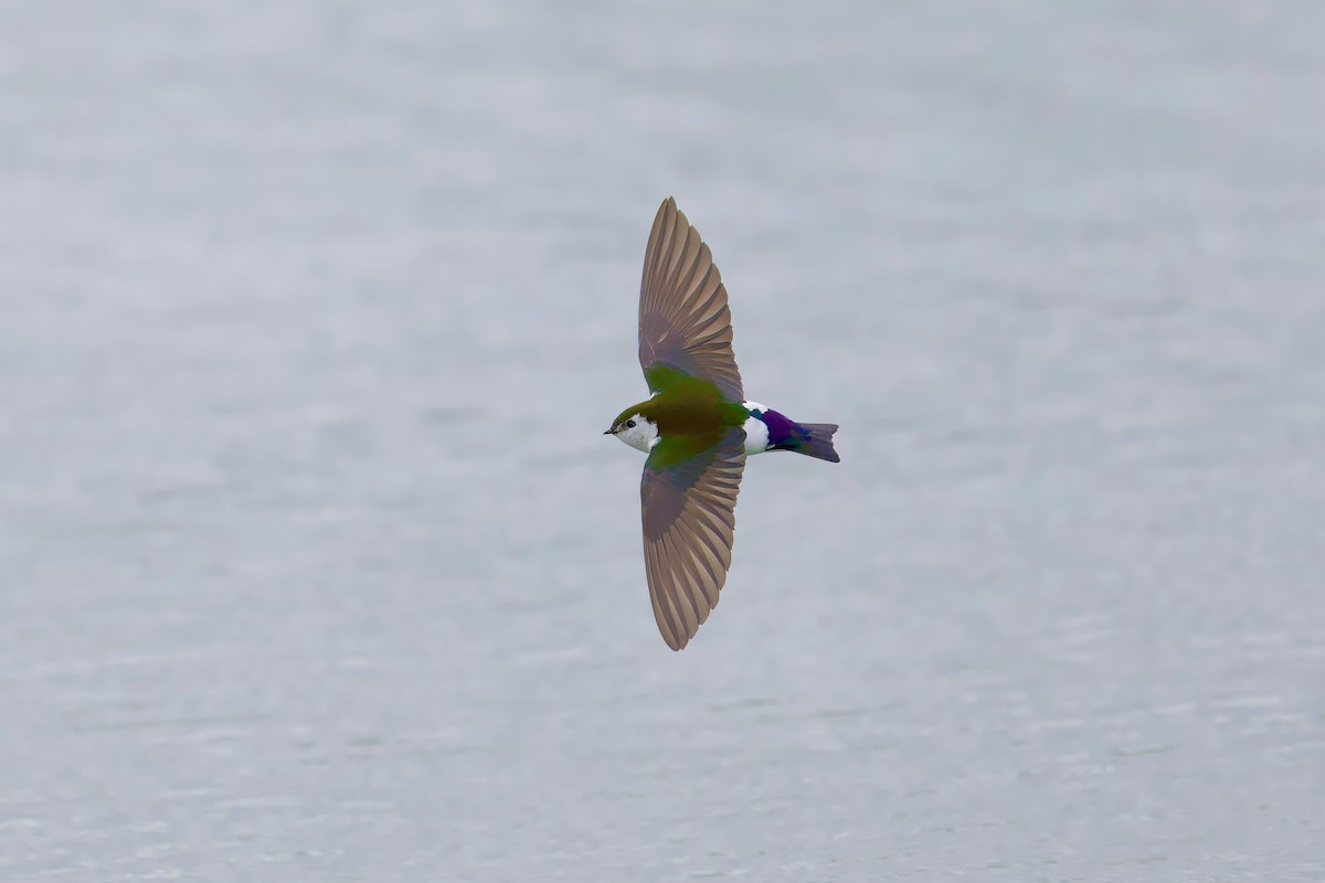 Violet-green Swallow - Bill Schneider