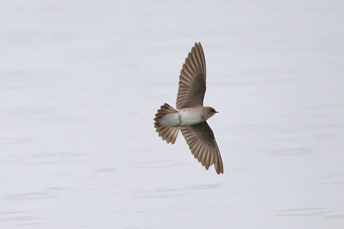 Northern Rough-winged Swallow - Bill Schneider