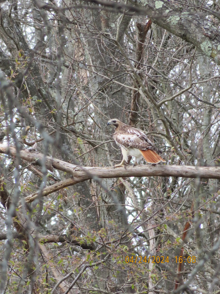 Red-tailed Hawk - Carina Sa