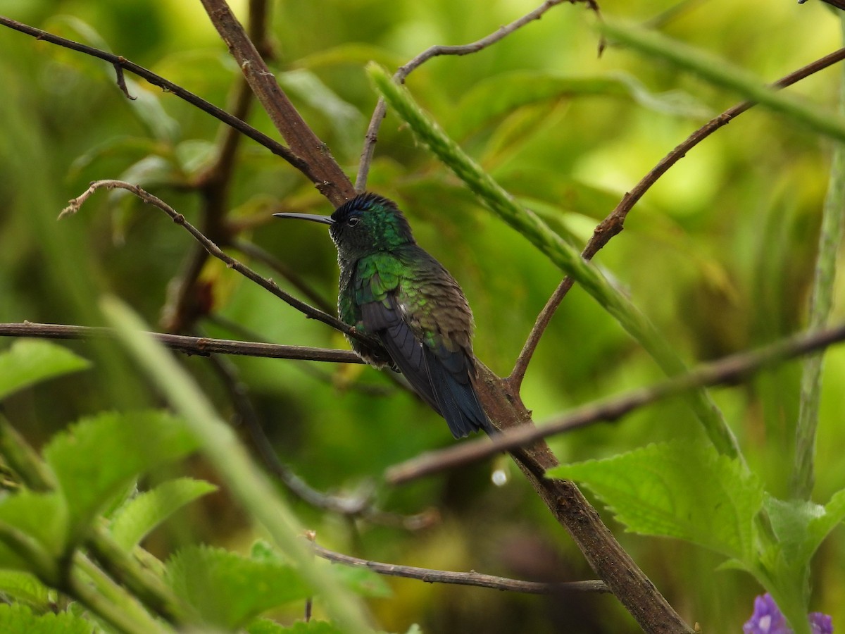 Shining-green Hummingbird - Robert Lambeck