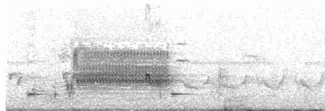 Carouge à épaulettes (groupe phoeniceus) - ML618048175