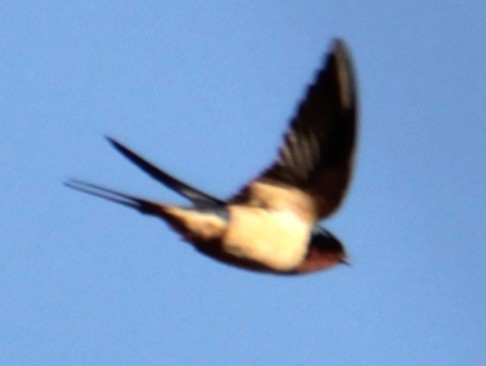 Barn Swallow (American) - ML618048190