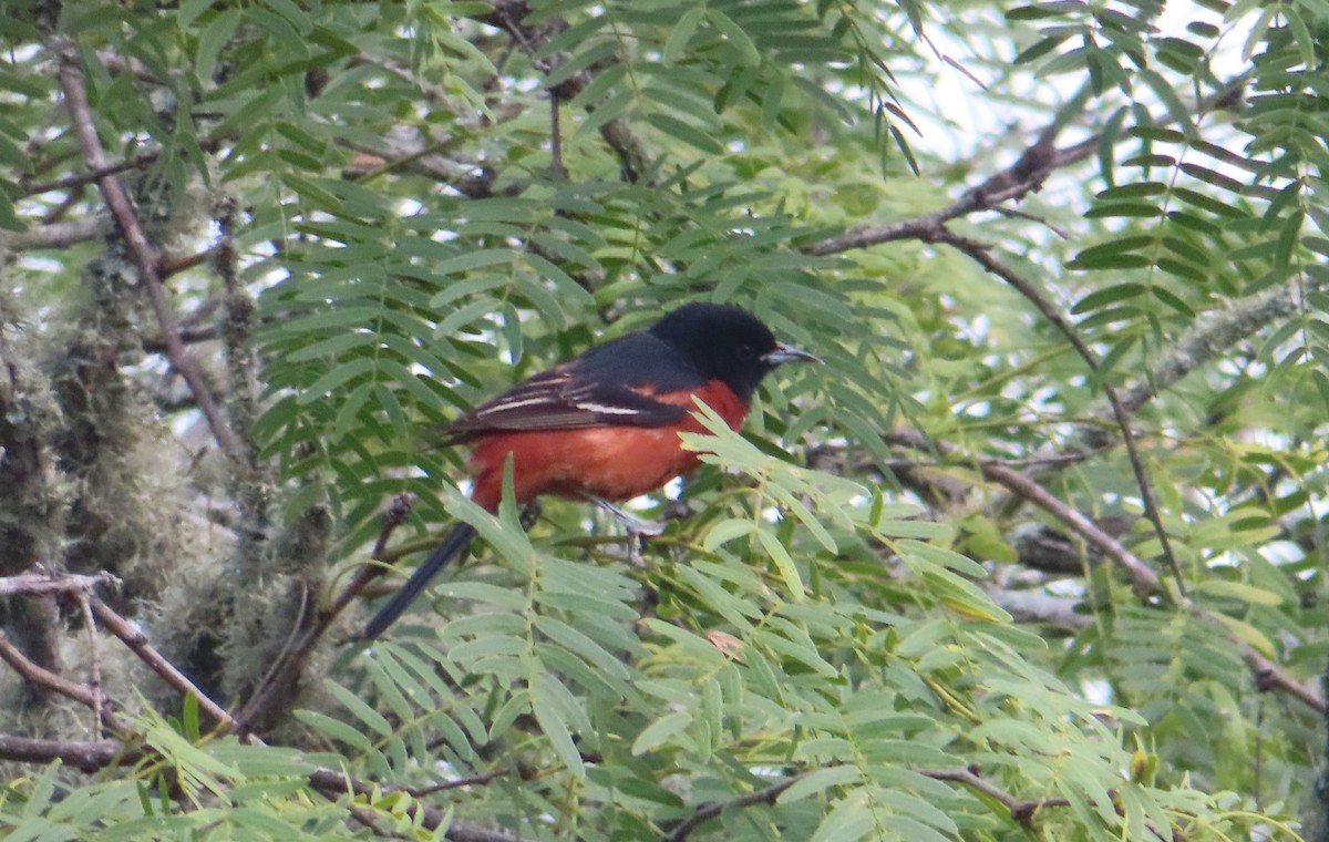 Orchard Oriole - ML618048193