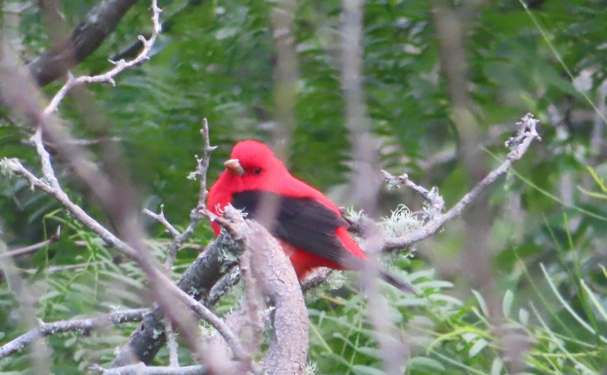 Scarlet Tanager - ML618048213