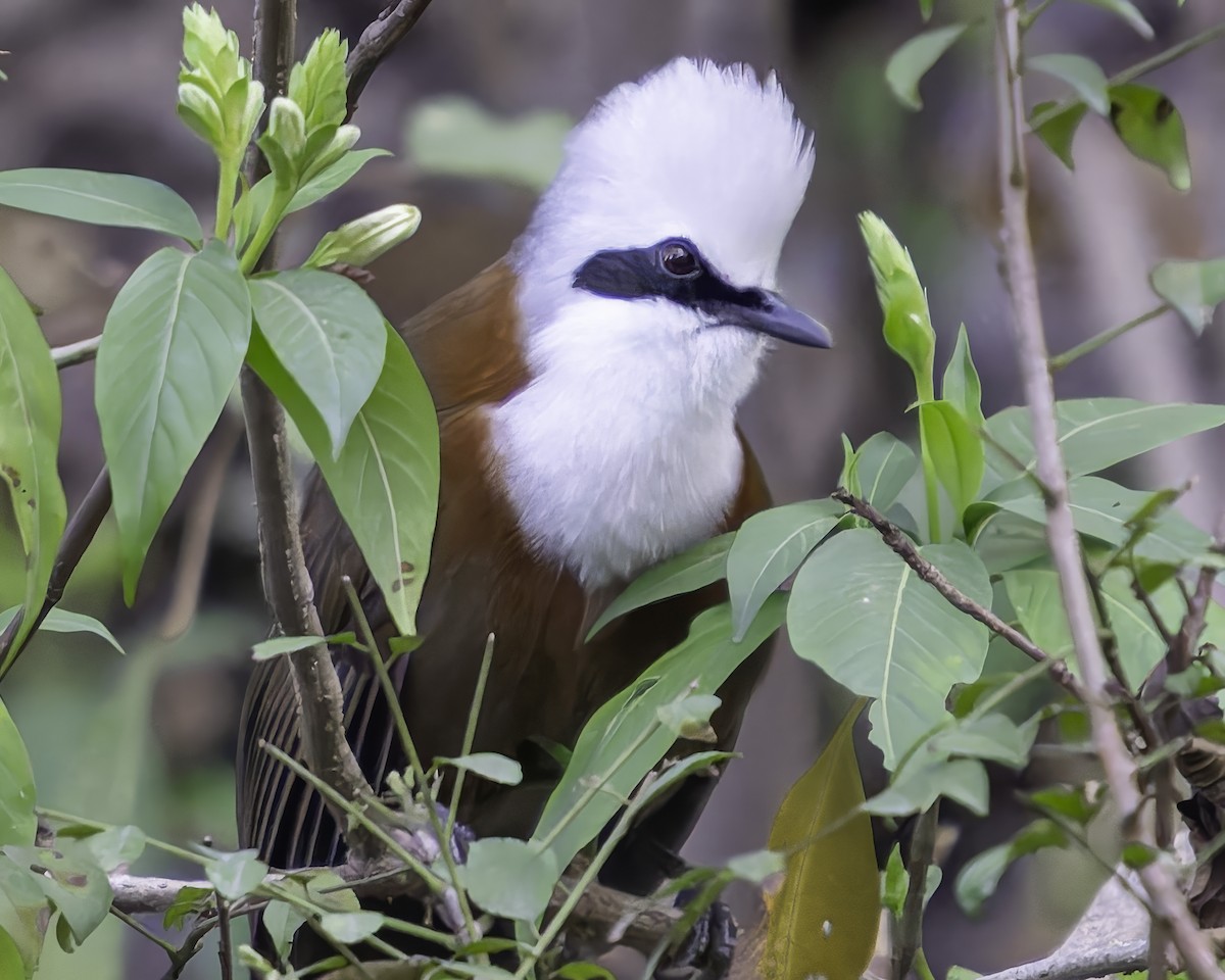 White-crested Laughingthrush - Grant Price