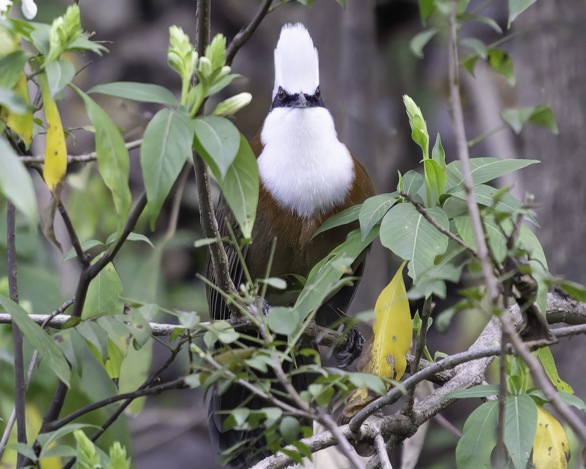 White-crested Laughingthrush - Grant Price