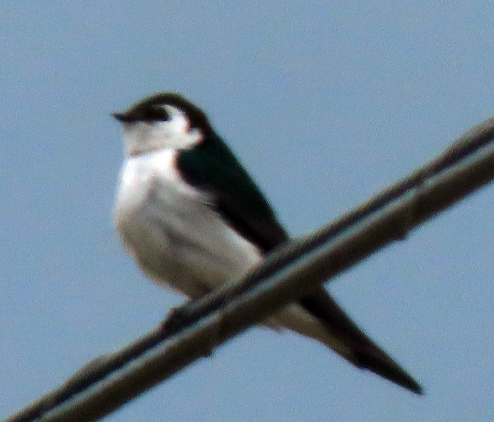 Violet-green Swallow - ML618048236