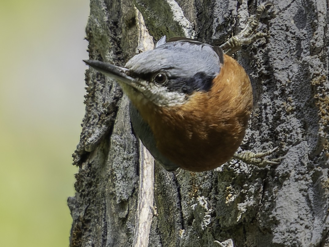 Chestnut-bellied Nuthatch - Grant Price
