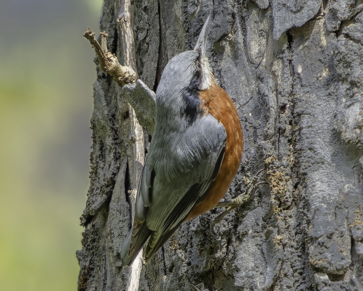 Chestnut-bellied Nuthatch - Grant Price