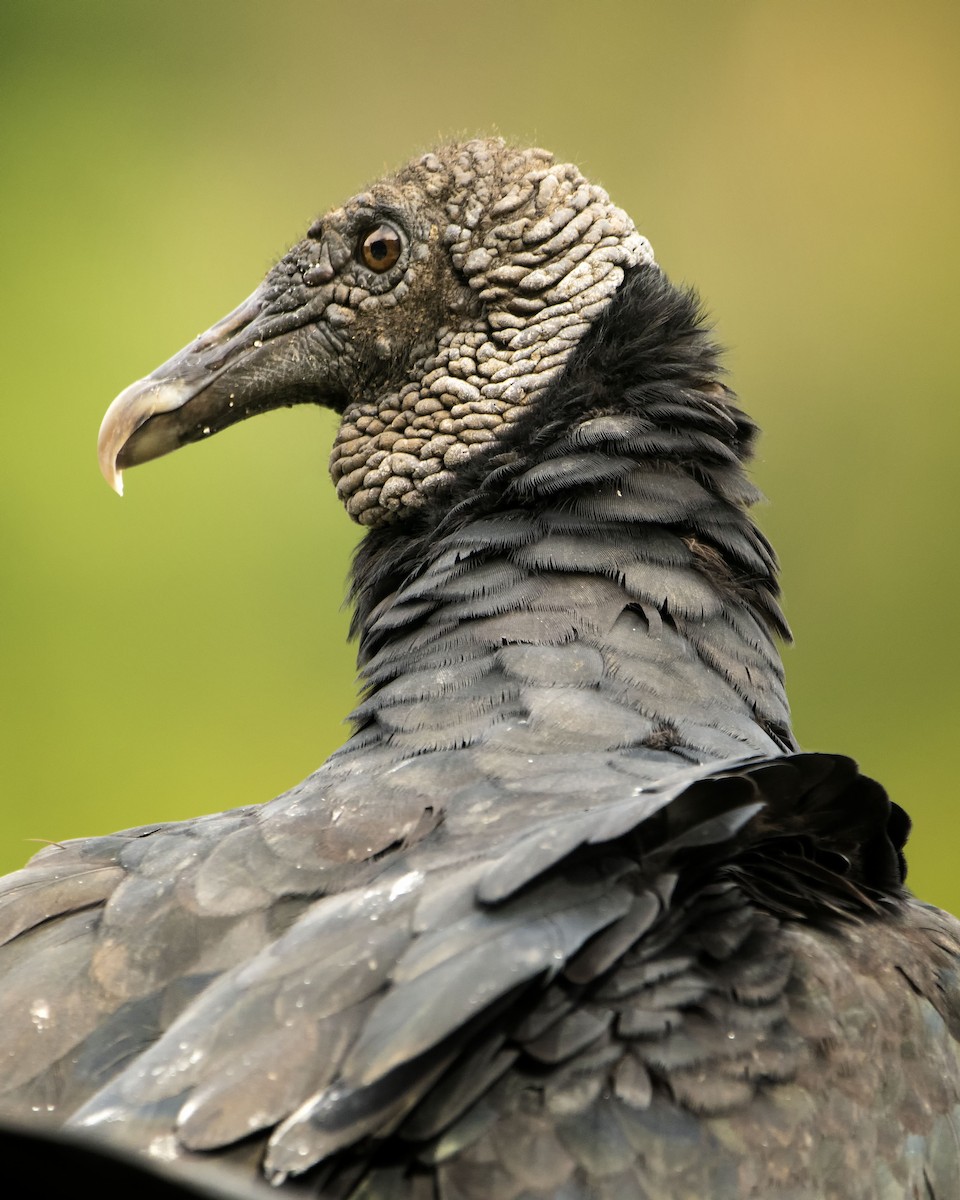 Black Vulture - Graciela  Neira