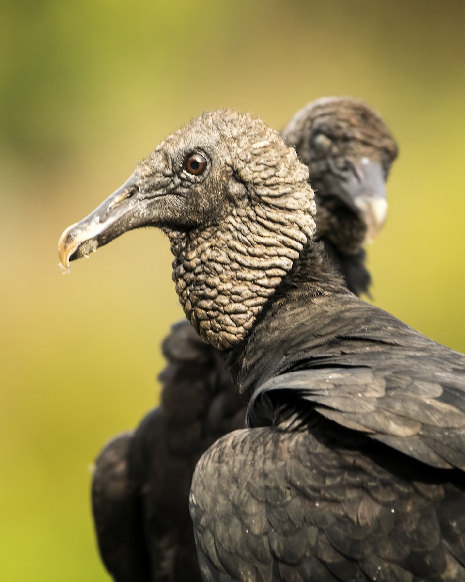 Black Vulture - Graciela  Neira