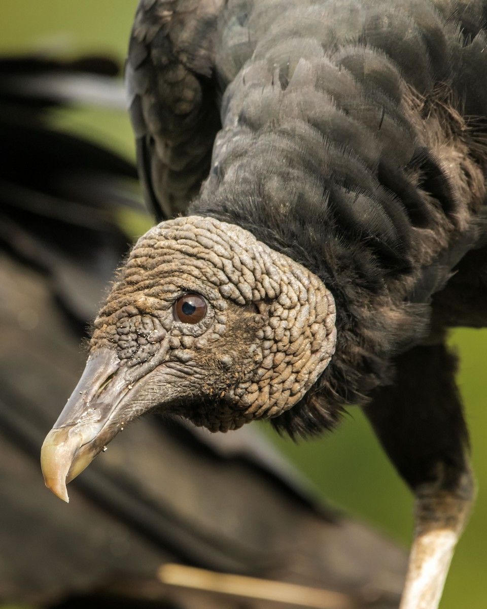 Black Vulture - ML618048280