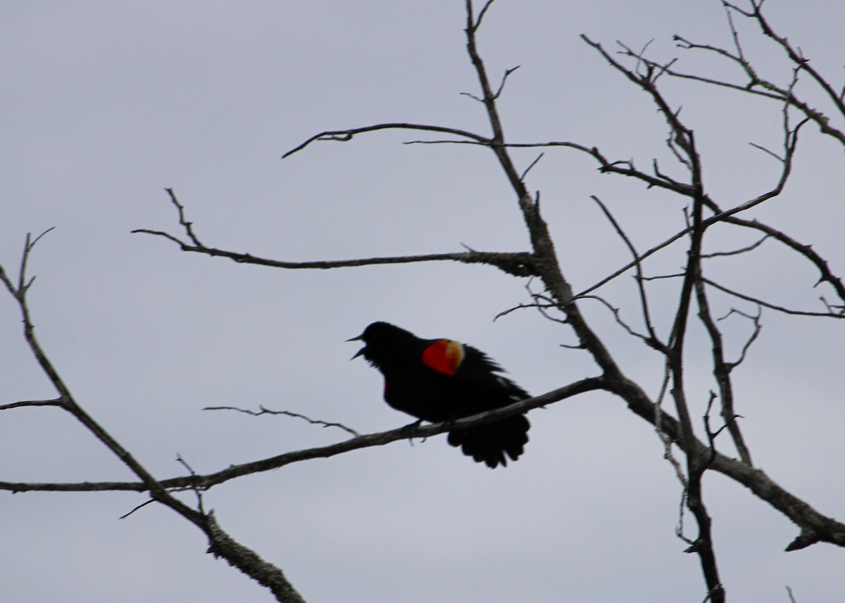 Red-winged Blackbird - Hilary Dickson