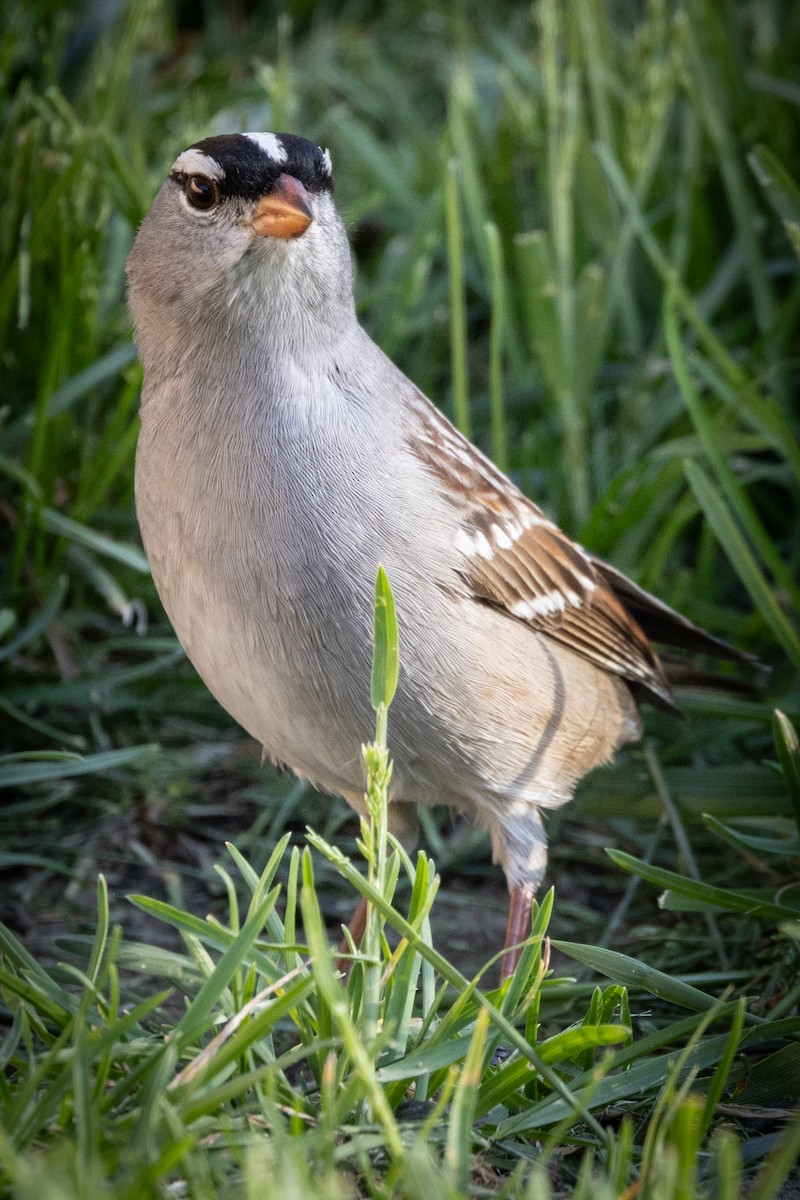 White-crowned Sparrow - ML618048335