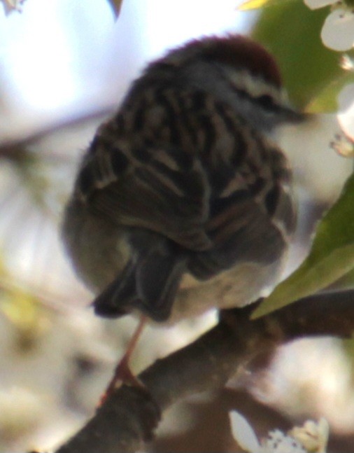 Chipping Sparrow - ML618048349
