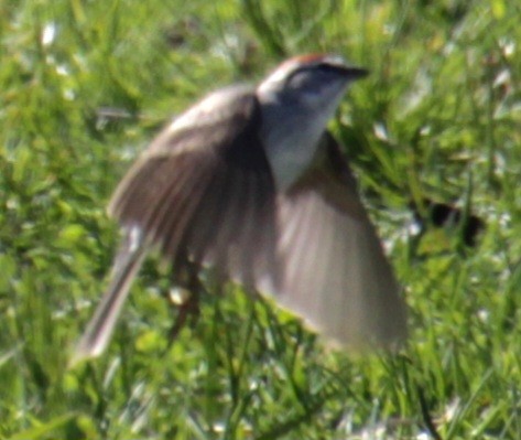 Chipping Sparrow - ML618048350