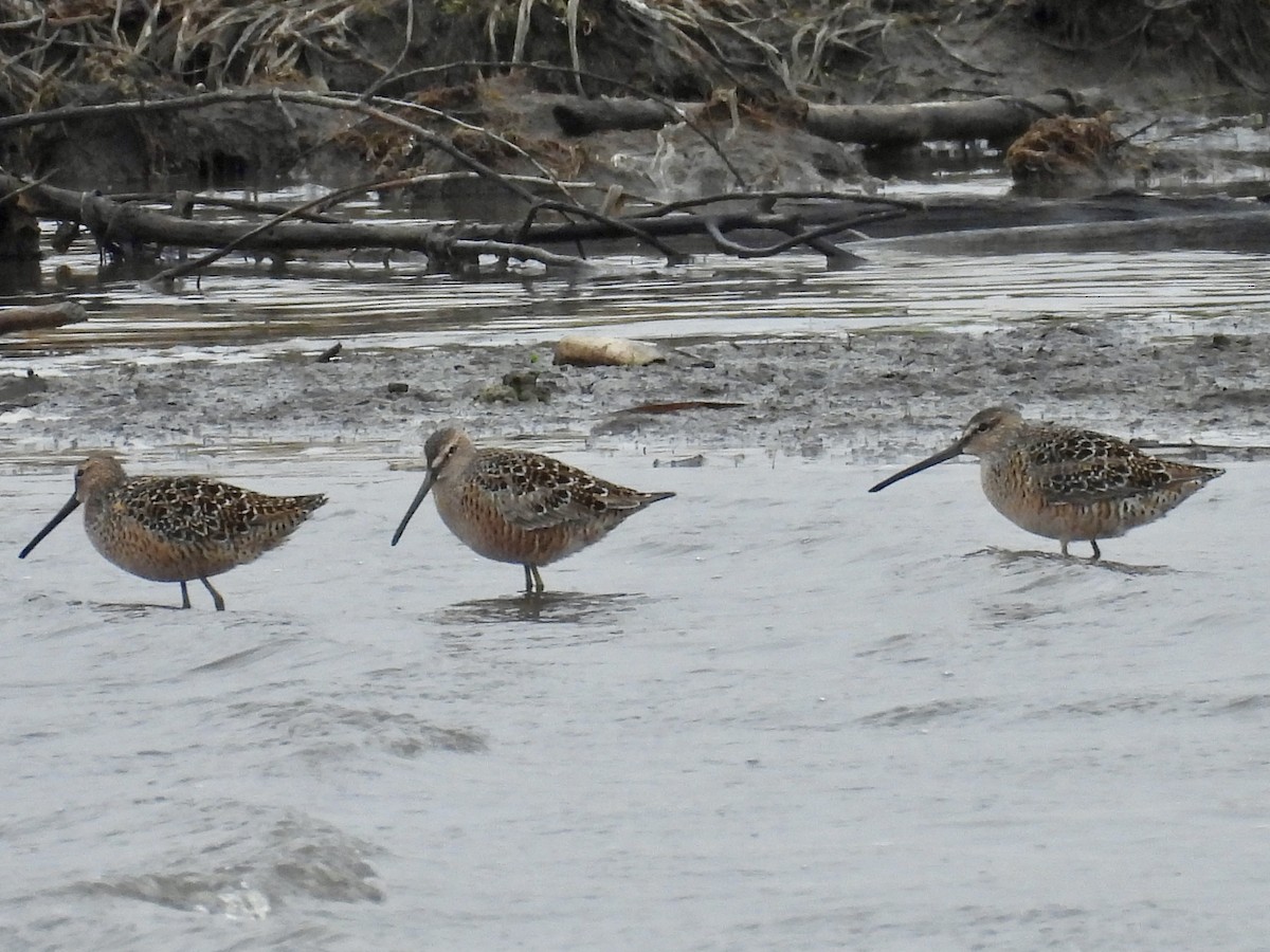 Long-billed Dowitcher - ML618048353