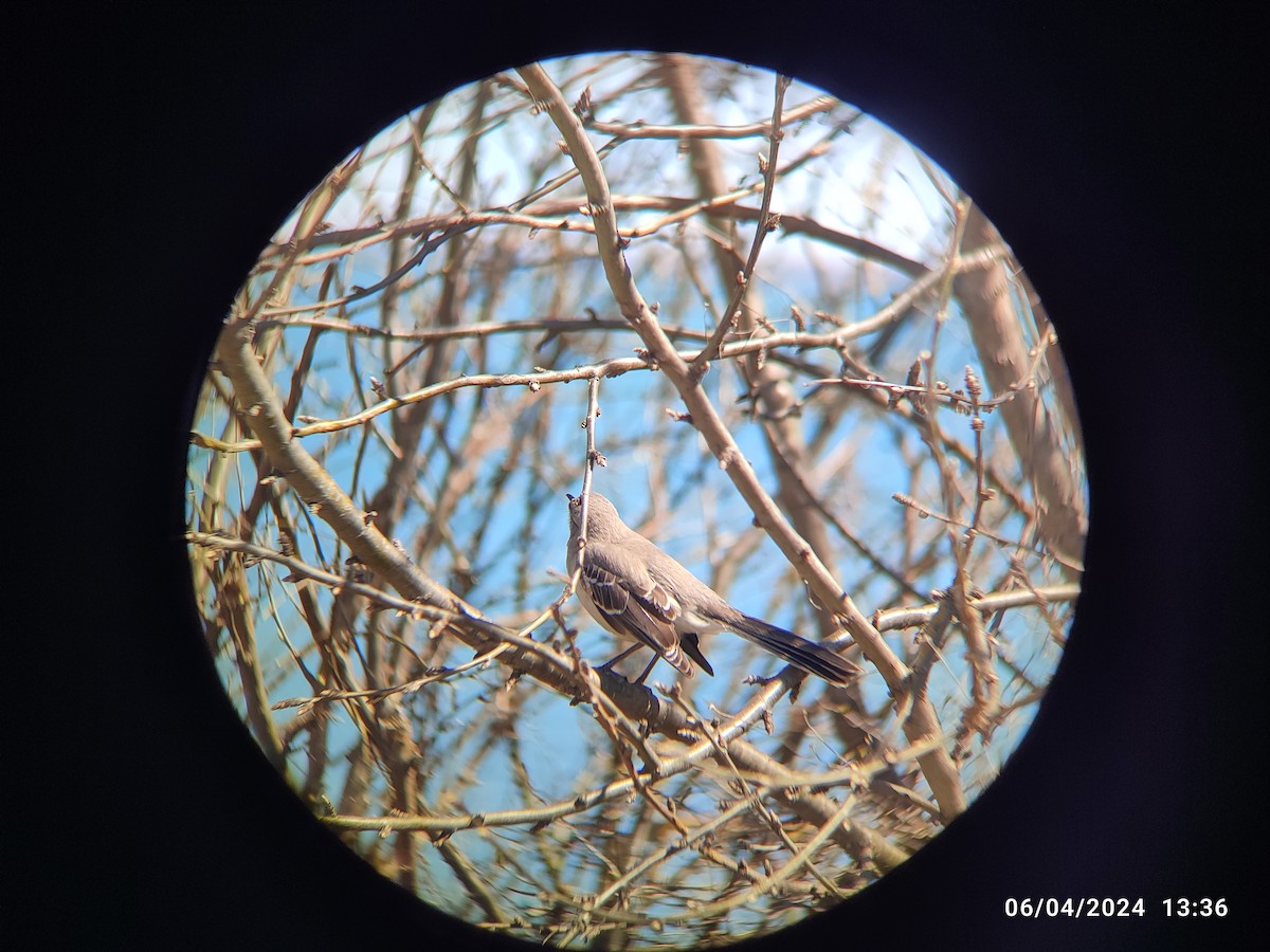 Northern Mockingbird - Santhosh D T