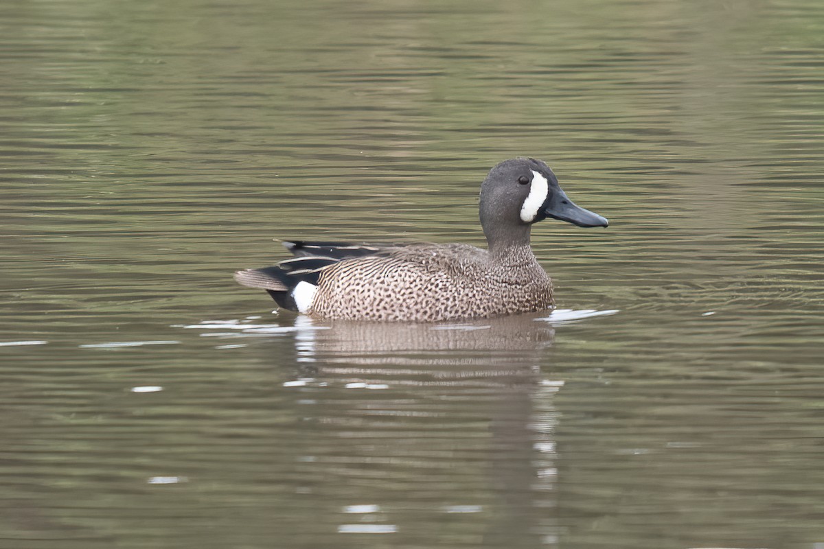 Blue-winged Teal - ML618048387