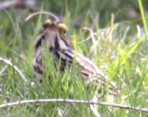 Savannah Sparrow (Savannah) - ML618048392