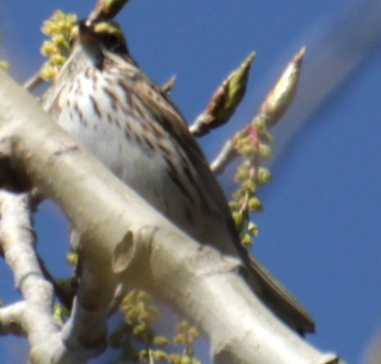 Savannah Sparrow (Savannah) - ML618048394