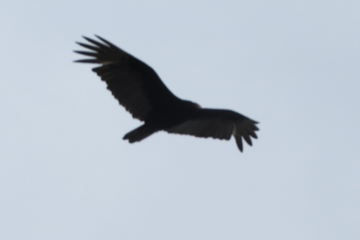 Turkey Vulture - ML618048416