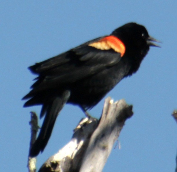 Red-winged Blackbird (Red-winged) - ML618048427