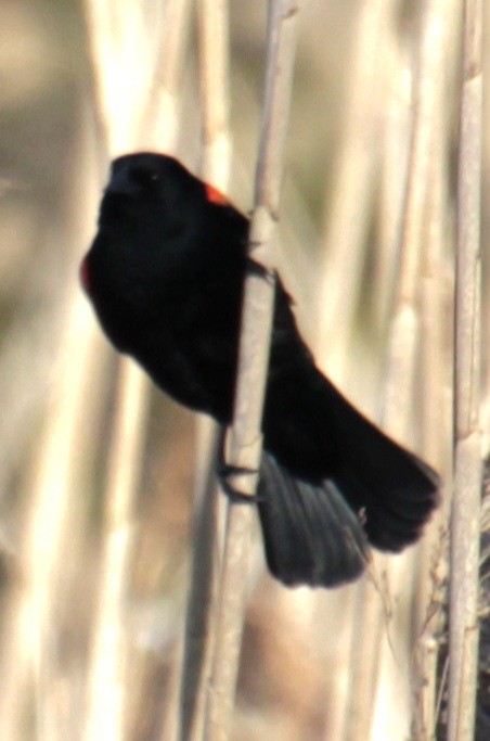 Red-winged Blackbird (Red-winged) - ML618048429