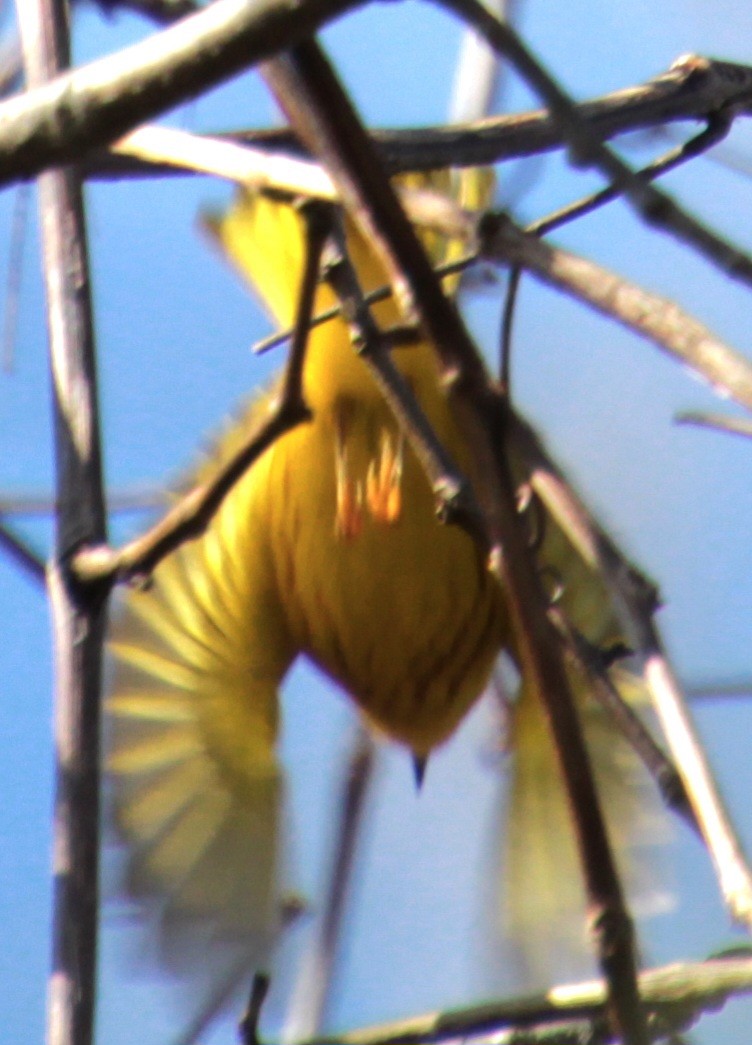 Yellow Warbler (Northern) - ML618048473