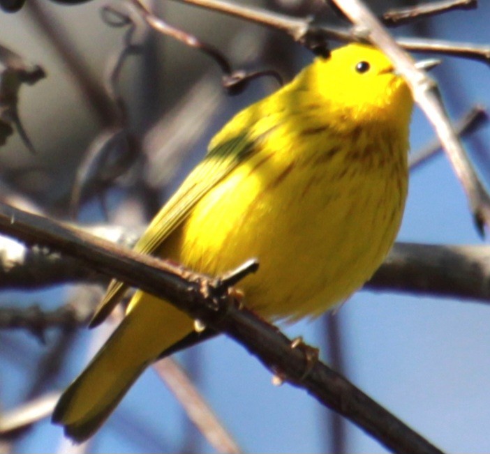 Yellow Warbler (Northern) - ML618048474