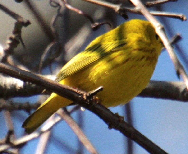 Yellow Warbler (Northern) - ML618048475