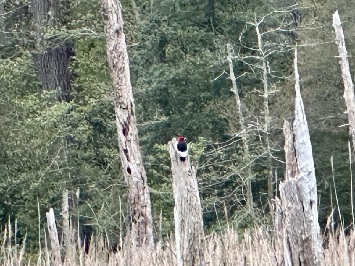 Red-headed Woodpecker - ML618048494