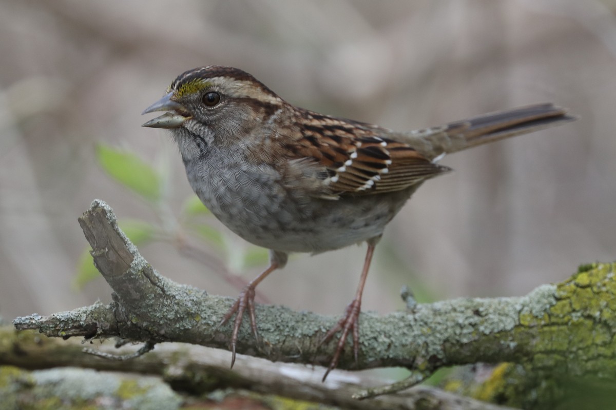 White-throated Sparrow - ML618048496