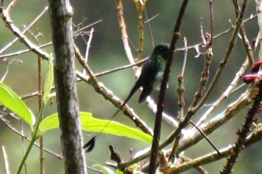 White-booted Racket-tail - ML618048519
