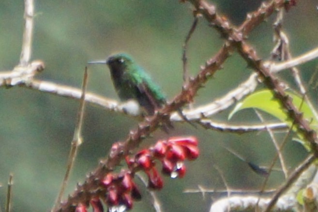 White-booted Racket-tail - ML618048521