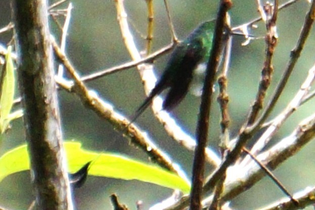 White-booted Racket-tail - ML618048522
